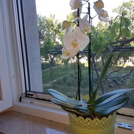 Ozad Arene Apartment Pula